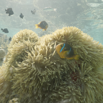 Daily Dive # 181 | Darwin200 Leg 20: Pape’ete to Rarotonga (Cook Islands)